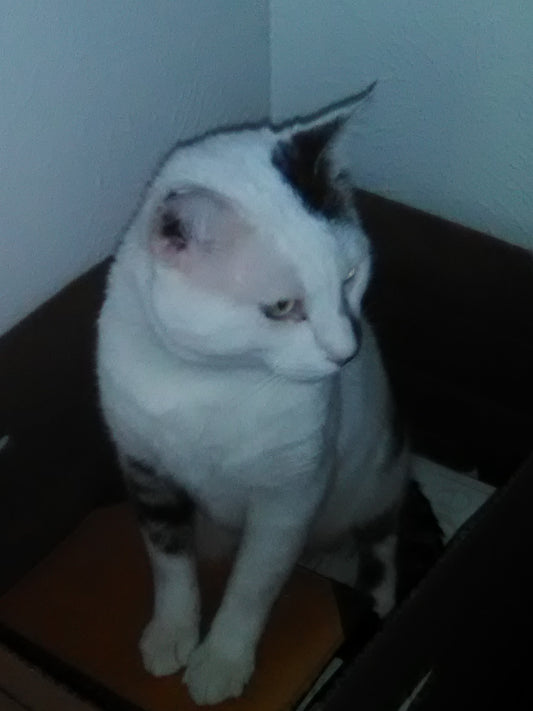 Cozzie's Corner